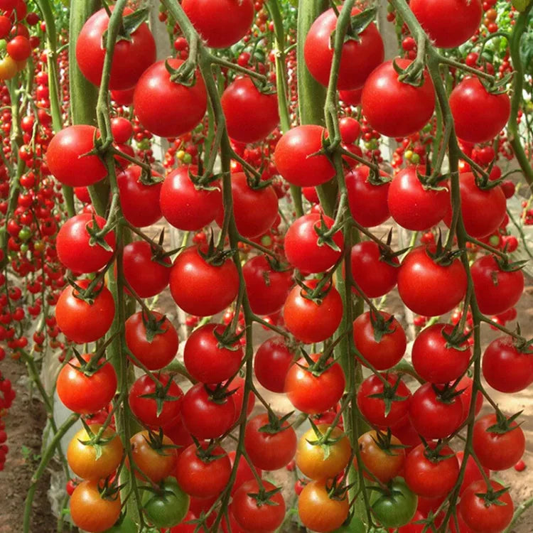 🎉limited time offer 🍅waterfall tomato seeds(high yield)100 grams organic pot mix free