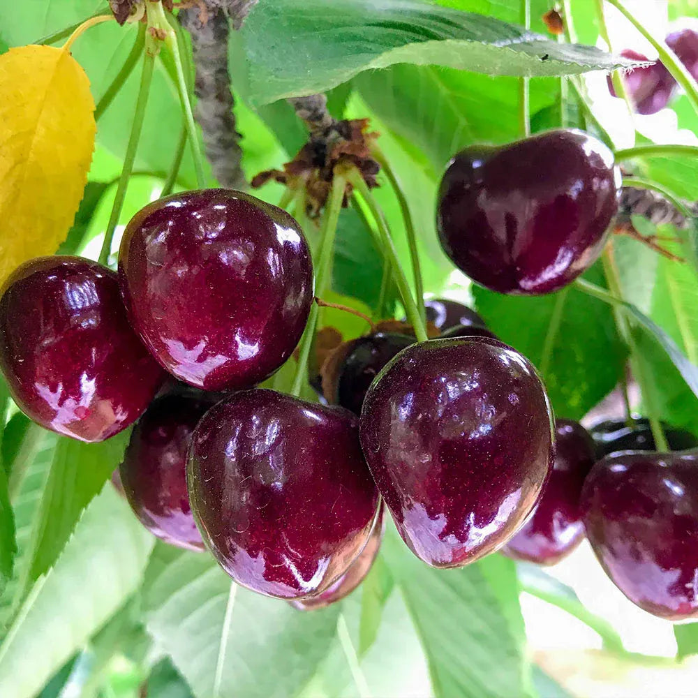 ✨top grade & productive – chilean cherry seeds direct from origin🌱🔥buy 1 get 1 free! 🔥