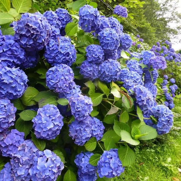 🌈mix hydrangea seeds - beautiful and hardy perennial flowers for your garden🔥buy 1 get 1 free! 🔥🌱🌺