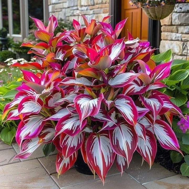 🔥🌿 shade-tolerant and cold-hardy hosta flowers 🌿🌱🔥