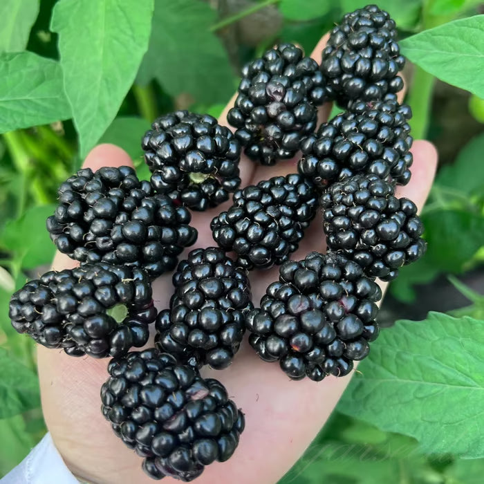🍇sweet blackberry seeds- a delicious and convenient new choice🍇🔥buy 1 get 1 free🔥