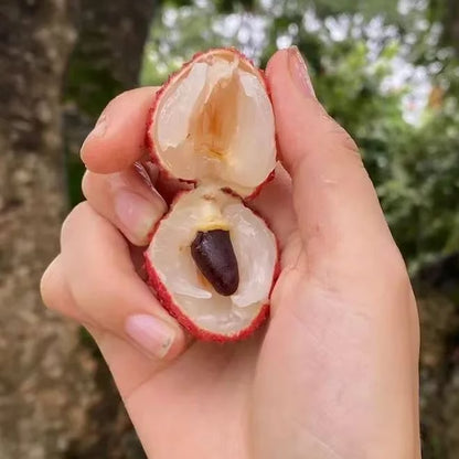 100% Pure & High Yield✨High quality Seedless Lychee Seeds😋🔥Buy 1 Get 1 Free🔥