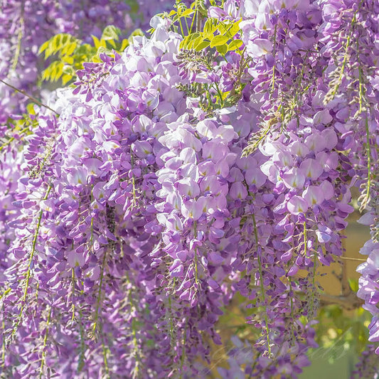 🌸WISTERIA SEEDS- THE GARDEN’S CASCADING BEAUTY ALL YEAR ROUND🔥 BUY 1 GET 1 FREE! 🔥