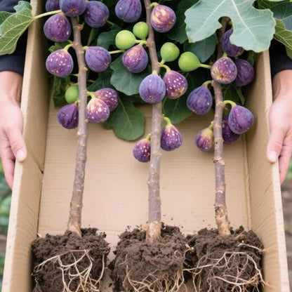 🏆65K+ SOLD!🌿Brown Turkey Fig Seeds – America's Favorite Fig for Patio & Container Gardening! Easy to Grow, Sweet Harvest.🌱BUY 1 GET 1 FREE! 🌱