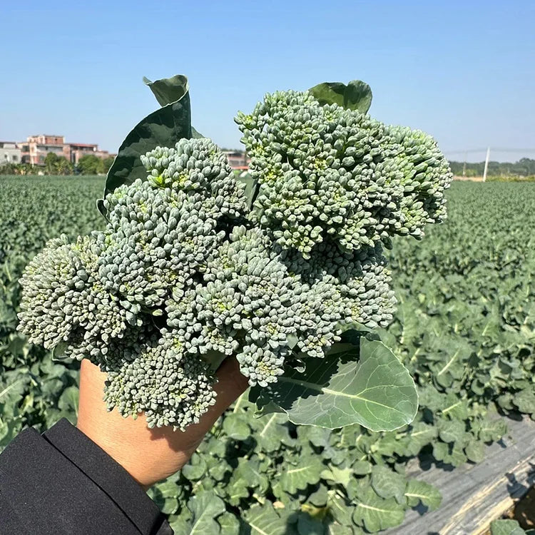 🌱 broccoli rabe seeds – harvest tender shoots in just 30 days + 100 grams organic pot mix free