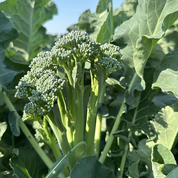 🌱 broccoli rabe seeds – harvest tender shoots in just 30 days + 100 grams organic pot mix free