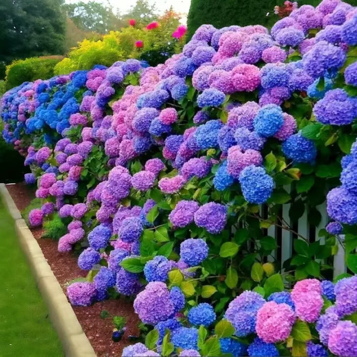 🌈mix hydrangea seeds - beautiful and hardy perennial flowers for your garden + free organic pot mix 100 grams🌱🌺