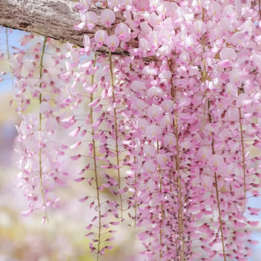 🌸WISTERIA SEEDS- THE GARDEN’S CASCADING BEAUTY ALL YEAR ROUND🔥 BUY 1 GET 1 FREE! 🔥