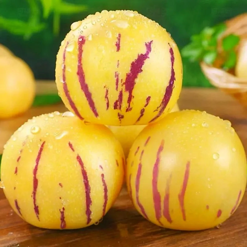 🌿✨ginseng fruit seeds: discover the power of nature in your garden! + free 100 grams organic pot mix🌿✨