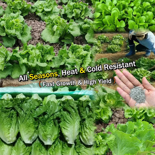 🌿 All Season Italian Lettuce Seeds 🌿🌟 Free Organic Pot Mix 100 Grams