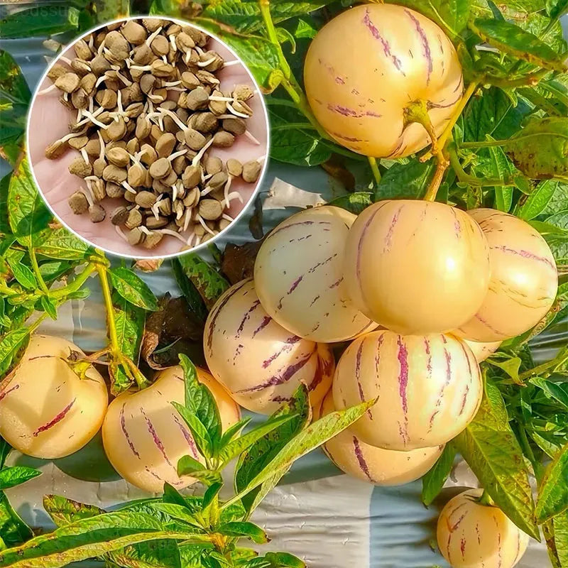 🌿✨ginseng fruit seeds: discover the power of nature in your garden! + free 100 grams organic pot mix🌿✨