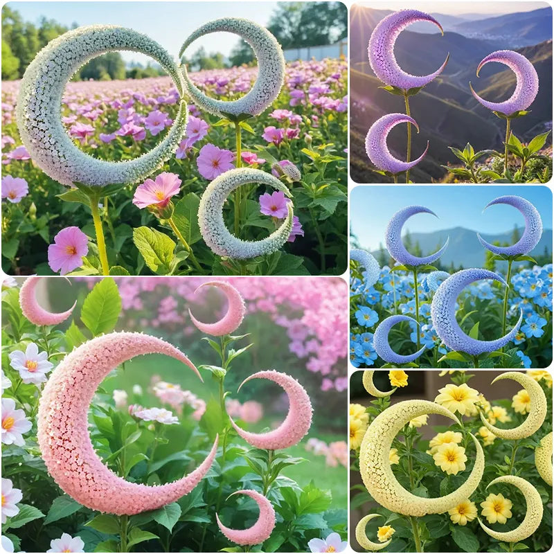 🌙flor de luna qiuying🌙🌸 free 100 grams organic pot mix 🌸