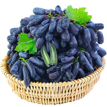✨Last Day 50% OFF 🍇 High-Quaility Sapphire Grapes Seeds🍇✨ 98% Germination（High Yield）🔥 BUY 1 GET 1 FREE! 🔥