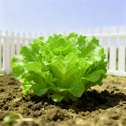 🌿 All Season Italian Lettuce Seeds 🌿🌟 Free Organic Pot Mix 100 Grams