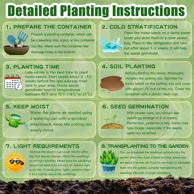 🔥hot sale 50% off🌈frosted pearl hosta seeds🌈🔥 buy 1 get 1 free! 🔥