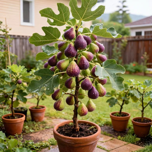 🏆65K+ SOLD!🌿Brown Turkey Fig Seeds – America's Favorite Fig for Patio & Container Gardening! Easy to Grow, Sweet Harvest.🌱BUY 1 GET 1 FREE! 🌱