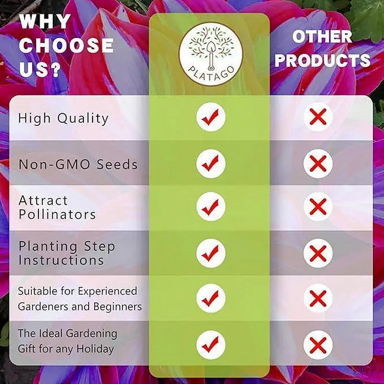 🔥hot sale 50% off🌈frosted pearl hosta seeds🌈🔥 buy 1 get 1 free! 🔥