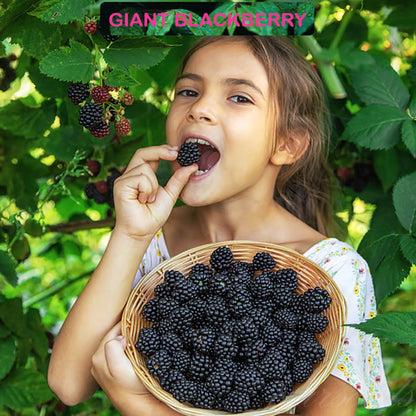 🍇Sweet Blackberry Seeds- a delicious and convenient new choice🍇🔥Buy 1 Get 1 Free🔥