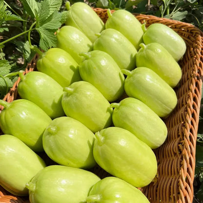 🎊Mini Little Cucumber Seeds🪴Four Seasons Balcony Pot Planting Vegetables + 100 grams Organic Pot mix Free