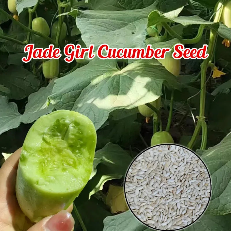 🎊mini little cucumber seeds🪴four seasons balcony pot planting vegetables + 100 grams organic pot mix free