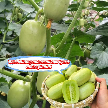 🎊Mini Little Cucumber Seeds🪴Four Seasons Balcony Pot Planting Vegetables + 100 grams Organic Pot mix Free