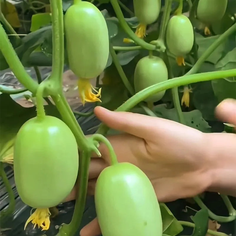 🎊mini little cucumber seeds🪴four seasons balcony pot planting vegetables + 100 grams organic pot mix free