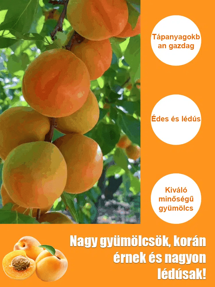 🎁last day promotion 49% off🔥🌱high yielding, easy-to-vitalize apricot tree seeds 🌱🔥buy 1 get 1 free! 🔥