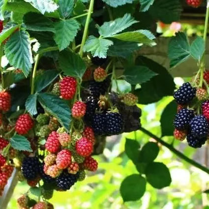 🍇Sweet Blackberry Seeds- a delicious and convenient new choice🍇🔥Buy 1 Get 1 Free🔥