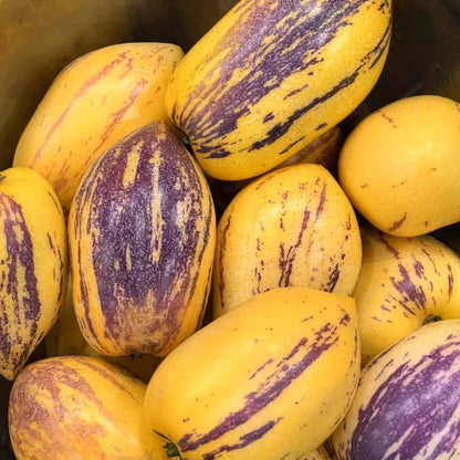 🌿✨Ginseng fruit seeds: Discover the power of nature in your garden! + Free 100 grams Organic Pot mix🌿✨