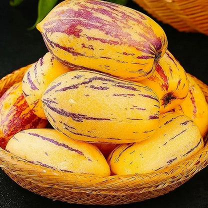 🌿✨Ginseng fruit seeds: Discover the power of nature in your garden! + Free 100 grams Organic Pot mix🌿✨