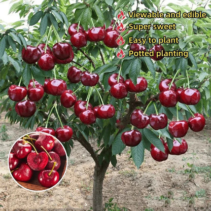✨Top Grade & Productive – Chilean Cherry Seeds Direct from Origin🌱Free 100 grams Organic Pot mix 🌱