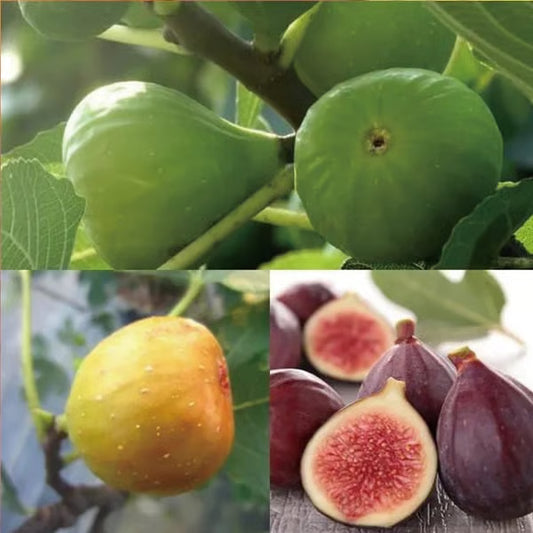🏆65K+ SOLD!🌿Brown Turkey Fig Seeds – America's Favorite Fig for Patio & Container Gardening! Easy to Grow, Sweet Harvest.🌱BUY 1 GET 1 FREE! 🌱