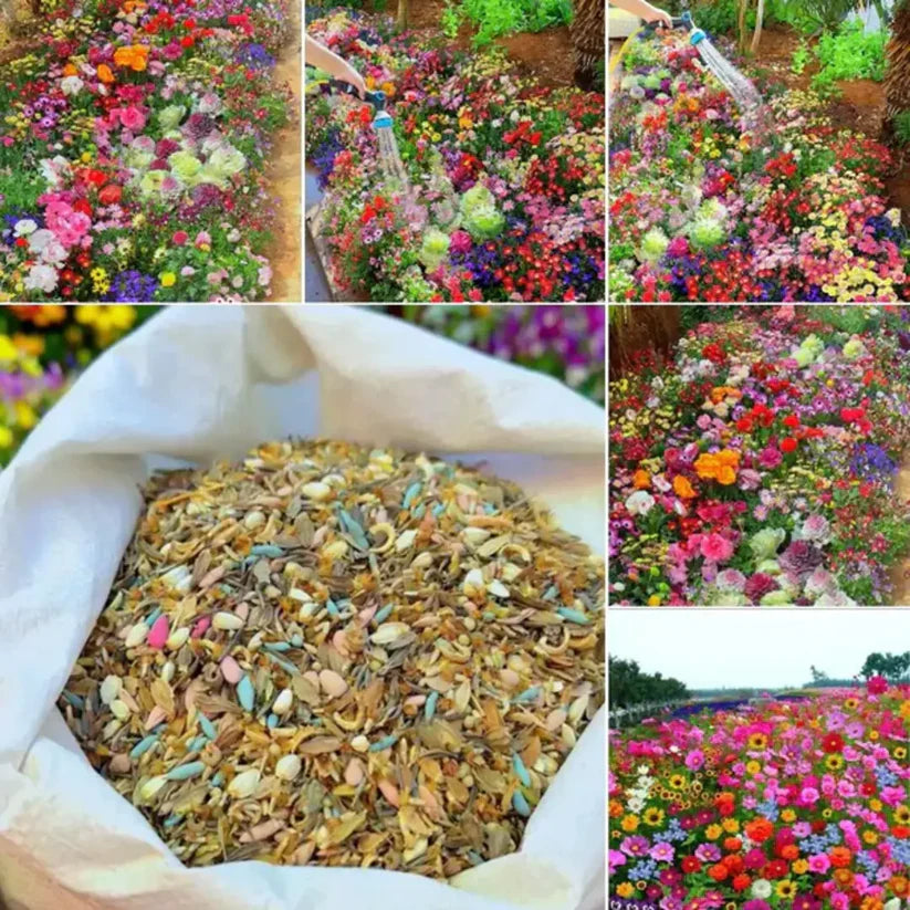 🎉hot sale🎉🌺🌻🌷premium mix flower seeds (pack of 100)🌺🌻🌷|buy 1 get 1 free 💗