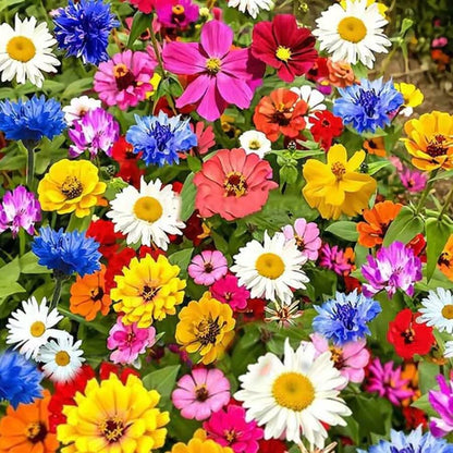 🎉Hot Sale🎉🌺🌻🌷Premium Mix Flower Seeds (Pack of 100)🌺🌻🌷|Buy 1 Get 1 Free 💗