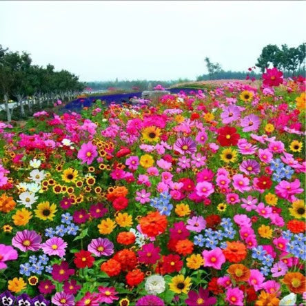 🔥last day clearance💝mixed perennial flowers seeds-over 60 kinds mixed