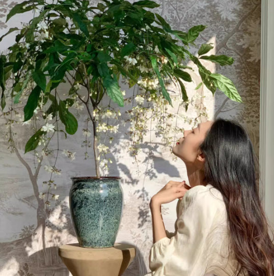 🌸winter-friendly hanging jasmine—dreamy indoor flower🌿❄️100 grams organic pot mix free