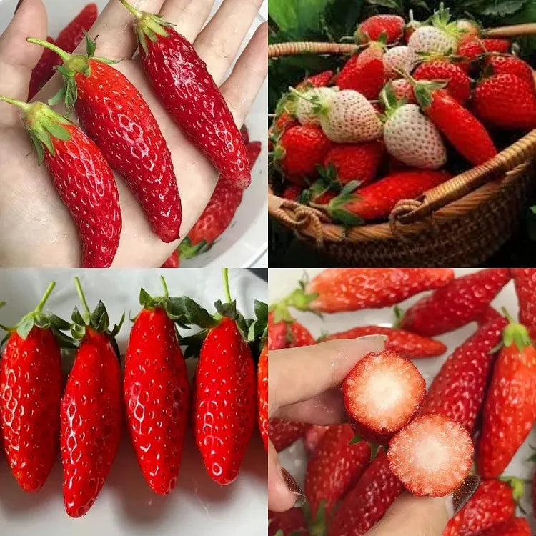 🍌🍓 banana-strawberry seeds – the sweet tropical flavor in your garden 🌿🌟 free organic pot mix 100 grams