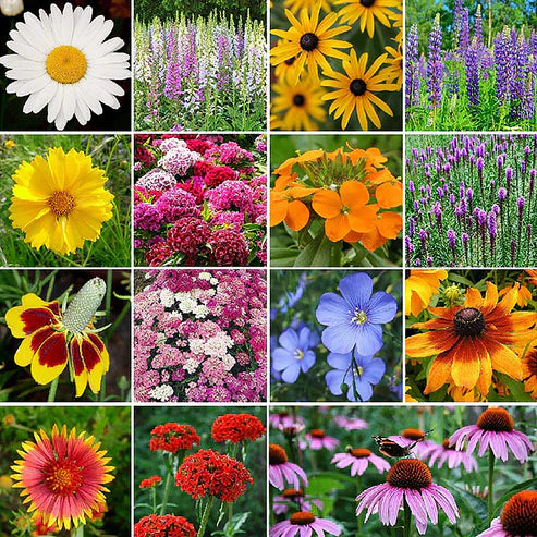 🎉Hot Sale🎉🌺🌻🌷Premium Mix Flower Seeds (Pack of 100)🌺🌻🌷|Buy 1 Get 1 Free 💗