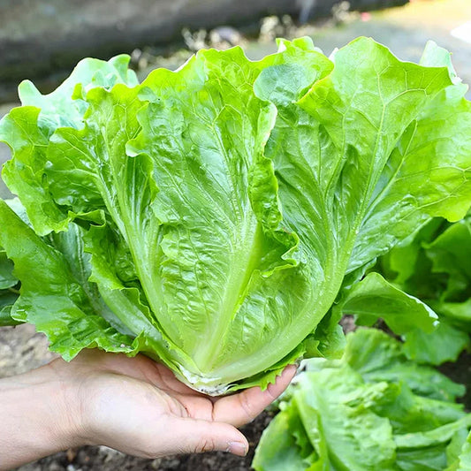🌿 All Season Italian Lettuce Seeds 🌿🌟 Free Organic Pot Mix 100 Grams
