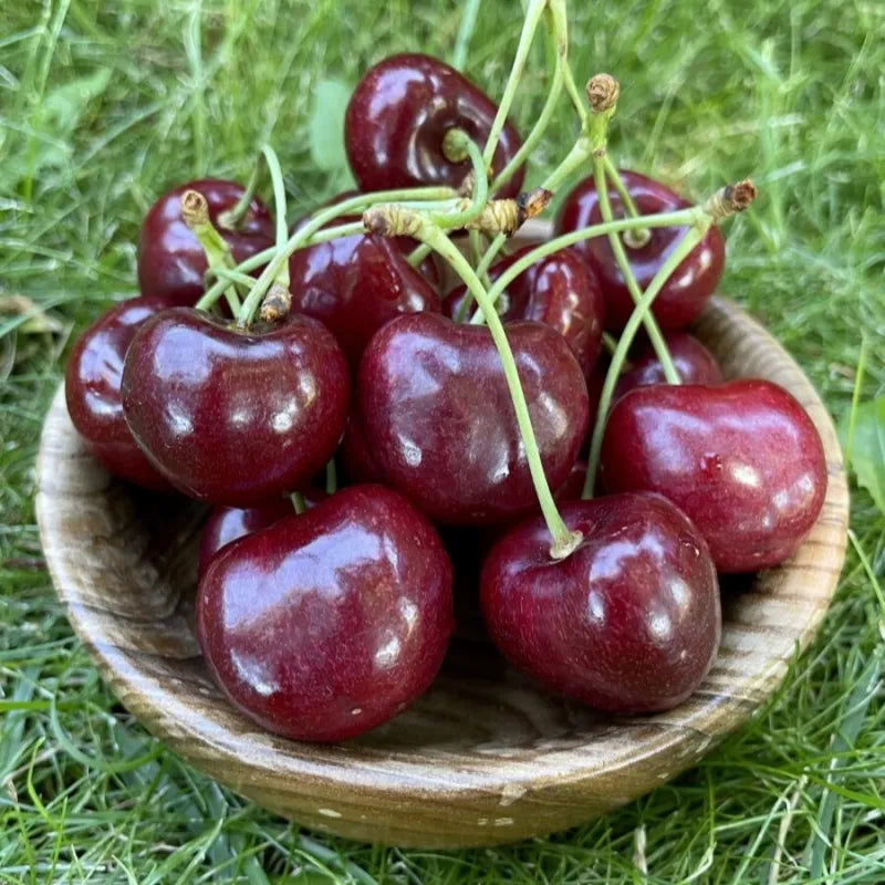 ✨top grade & productive – chilean cherry seeds direct from origin🌱free 100 grams organic pot mix 🌱