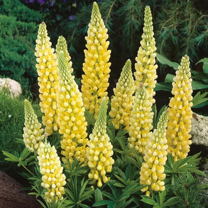 🔥Last Day 49% OFF💝🌸🌸Premium Lupine Flower Seeds（High Yield）100 Grams Organic Pot Mix Free🌸🌸💝