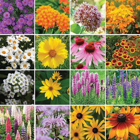 🎉hot sale🎉🌺🌻🌷premium mix flower seeds (pack of 100)🌺🌻🌷|buy 1 get 1 free 💗