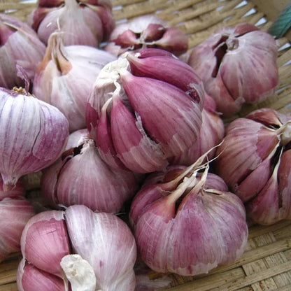 ✨🌐Single Clove Garlic: Bold Flavor, Healthy Choice!🌐 🔥BUY 1 GET 1 FREE! 🔥