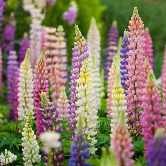 🔥Last Day 49% OFF💝🌸🌸Premium Lupine Flower Seeds（High Yield）100 Grams Organic Pot Mix Free🌸🌸💝
