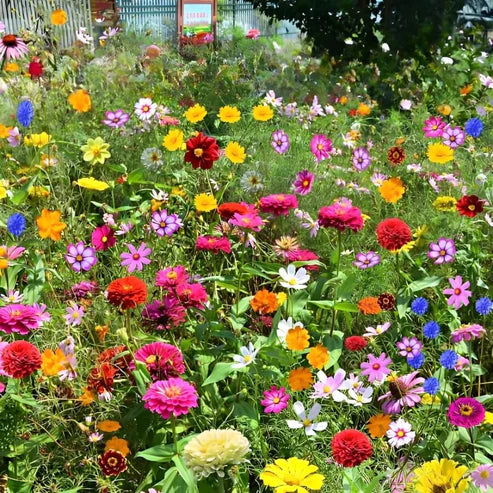 🎉Hot Sale🎉🌺🌻🌷Premium Mix Flower Seeds (Pack of 100)🌺🌻🌷|Buy 1 Get 1 Free 💗