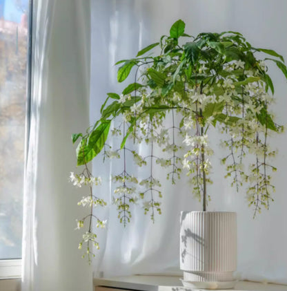 🌸Winter-Friendly Hanging Jasmine—Dreamy Indoor Flower🌿❄️100 Grams Organic Pot Mix Free