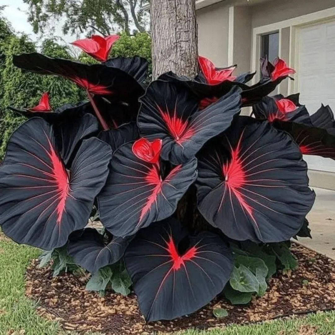🔥🖤flame black red rare hosta flower seeds + 100 grams organic pot mix free 🎁2025 special offer