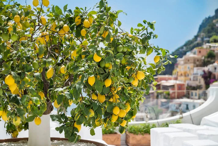 organic lemon plant seeds - 12 months fruit - barahmasi plant - high growth indoor/outdoor balcony large size + free 100 grams organic pot mix