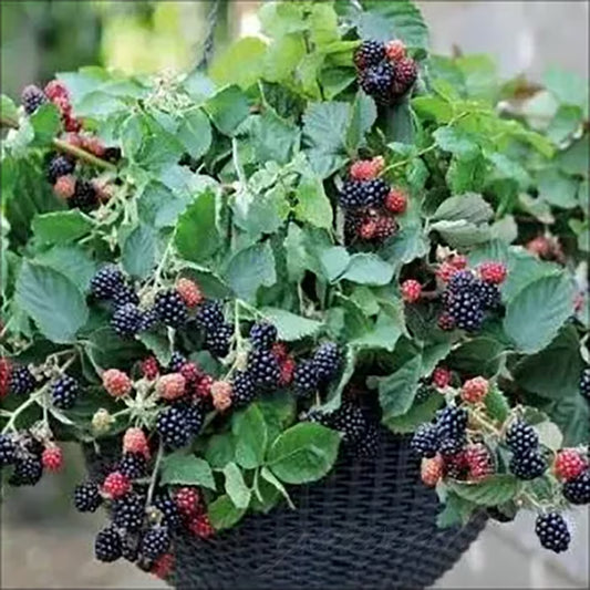 🍇Sweet Blackberry Seeds- a delicious and convenient new choice🍇🔥Buy 1 Get 1 Free🔥