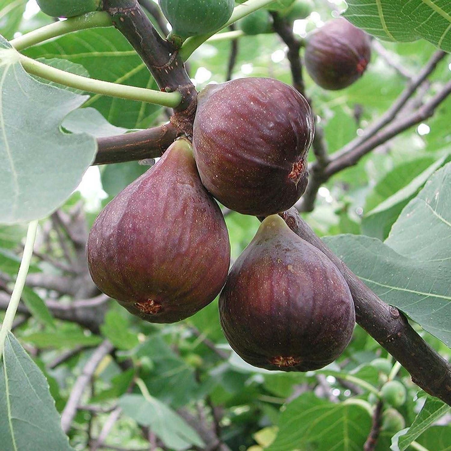🏆65k+ sold!🌿brown turkey fig seeds – america's favorite fig for patio & container gardening! easy to grow, sweet harvest.🌱buy 1 get 1 free! 🌱